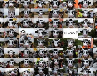 APRES LA FERME DES MILLE VACHES CELLE DES 1200 TAURILLONS