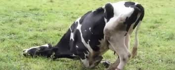 Roderen: Le ranz des vaches