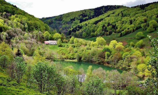 La forêt du Sprickelsberg n&rsquo;est-elle qu&rsquo;une usine à bois ?