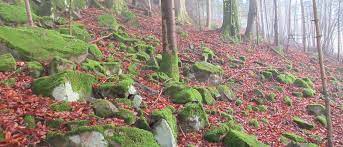 « Sauver les forêts anciennes » : un communiqué du collectif citoyen du Sprickelsberg