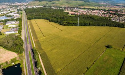 [Reportage] Zac du Daweid à Issenheim, près de Guebwiller et Mulhouse : un pique nique pour y découvrir faune et flore