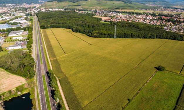 [Reportage] Zac du Daweid à Issenheim, près de Guebwiller et Mulhouse : un pique nique pour y découvrir faune et flore