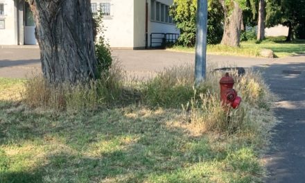 Biodiversité à Mulhouse : l’épillet, ce chiendent qui menace la santé des animaux de compagnie