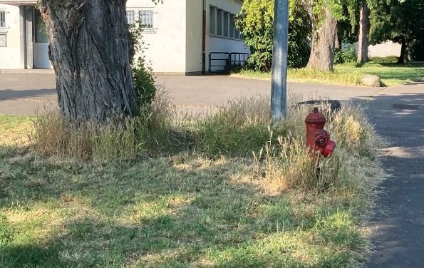 Biodiversité à Mulhouse : l’épillet, ce chiendent qui menace la santé des animaux de compagnie